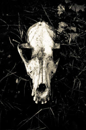 Dog skull lying on the grass closeupの写真素材