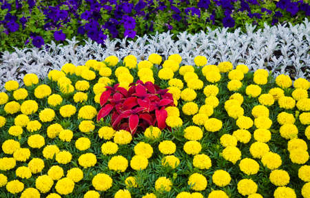 Flowers in the garden. Lush blossom of colorful flowers.