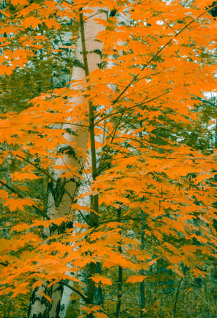 Autumn birch with orange leaves in the forestの写真素材
