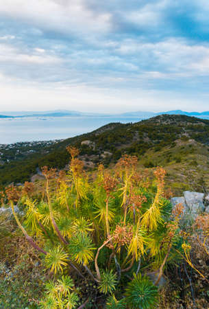 Mountain and sea landscape with mountain plants euphorbia in cloudy day on Aegina island, Greeceの写真素材
