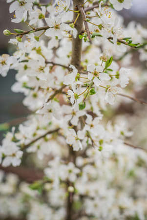 Beautiful blooming of cherry tree in spring closeup.の写真素材