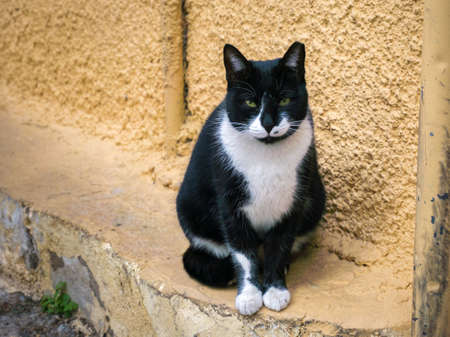 Street cat sitting and watching. Yellow wall at the background.の写真素材