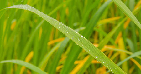 Dew drops on the grass at autumnの写真素材