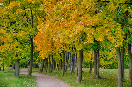 Beautiful landscape at the autumn park .の写真素材