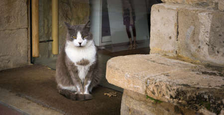 Street cat sitting and watching in front of the shopの写真素材