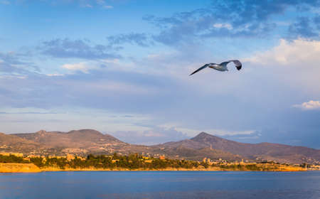 Seagull flying over sea and coast at the backgroundの写真素材