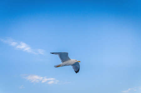 Seagull flying in the blue skyの写真素材