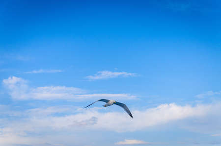 Seagull flying in the blue skyの写真素材