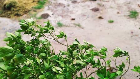 Flower,plant,nature,beautiful,pink,green,samjeevan,Natureの写真素材