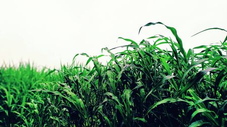 Green graas with sky HD wallpaperの写真素材