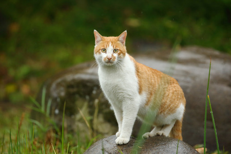 Cat on rockの写真素材