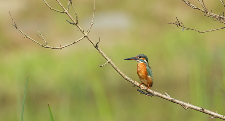 Kingfisher stand at the branchの写真素材