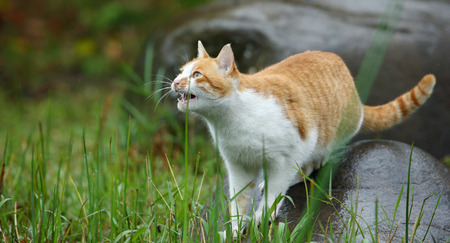 Cat on rockの写真素材