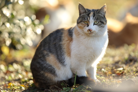 Cat at restの写真素材