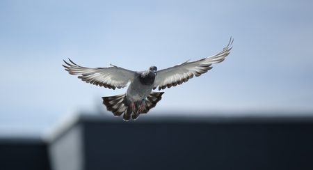 Pigeon flying