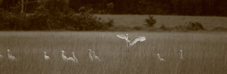 Egret with open wingsの写真素材