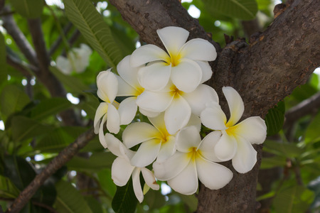 Plumeria flower on blur background.の写真素材