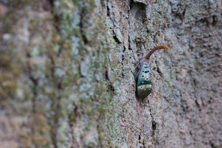 lanternfly (lantern bugs) on tree, Thailand.