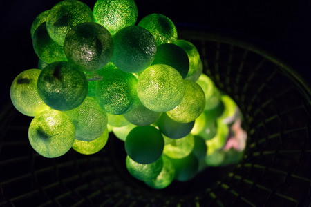 Abstract, softness of colorful light bulbs.の写真素材