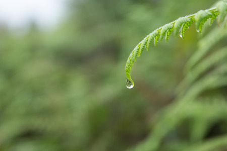 Close-up of Fern leaf with water drops.