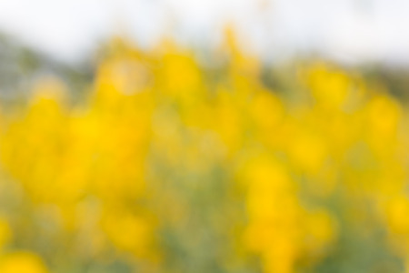 abstract natural colorful background.の写真素材