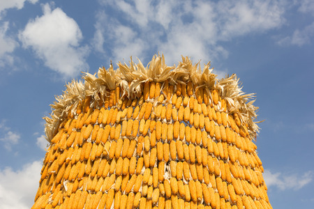 Corn with blue sky background.の写真素材