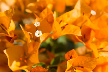 yellow bougainvillea flower close up.の写真素材