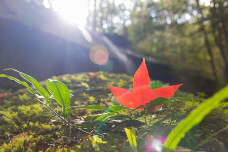 Maple leaf at Phukradung National Park,Thailand.の写真素材