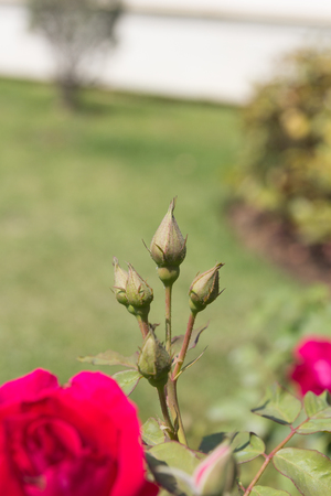 young roses flower in the garden.の写真素材