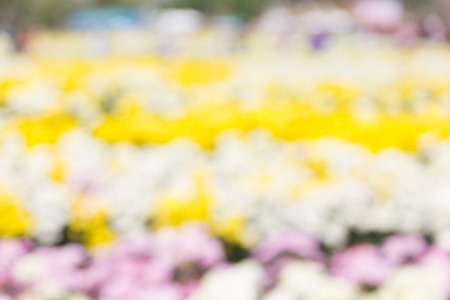 abstract natural colorful background.の写真素材