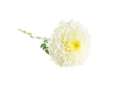 Beautiful white chrysanthemum flower on white background.の写真素材