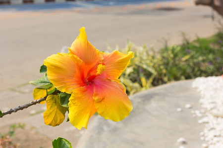 yellow hibiscus flower in garden.の写真素材