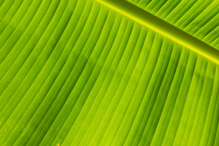 Closeup of banana leaf texture, green leaf background.の写真素材