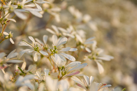 Close up little flowers on the morning - Euphorbia leucocephala (Rosa pomone).の写真素材