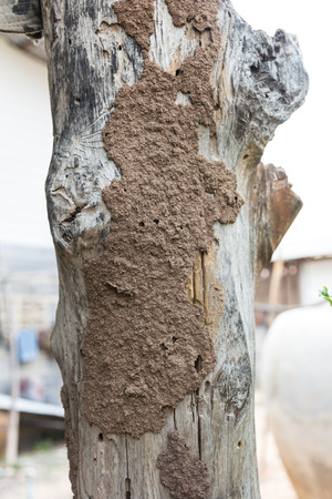 Traces of termites eat on old wood.の写真素材