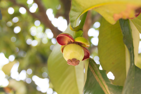 Young mangosteen on tree in Thailand.の写真素材