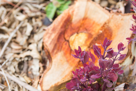 young leaves eucalyptus to grow after cut eucalyptus.の写真素材