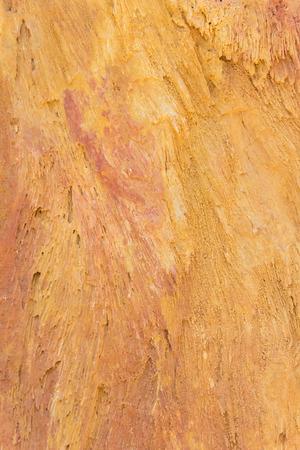 The Petrified Wood Texture Background, Close up.