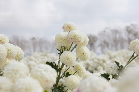 Beautiful white chrysanthemum flower background.の写真素材