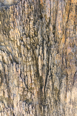 The Petrified Wood Texture Background, Close up.の写真素材