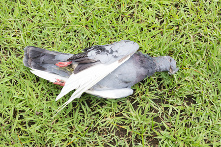 Closeup a dead pigeon on the ground.の写真素材