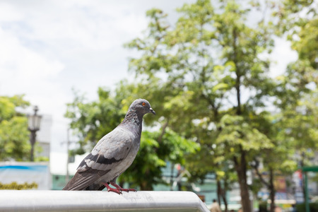 Pigeon close up in park.の写真素材
