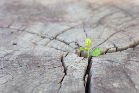 Seedling growing in the center trunk as a concept of new life and new development and renewal as a business concept of emerging leadership success.の写真素材