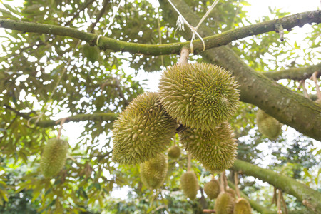 Young durians on tree in garden.の写真素材