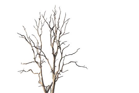 Dead and dry tree on white background.の写真素材