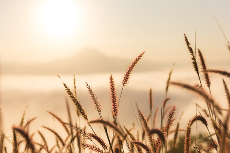 The flower of the grass on morning day.の写真素材