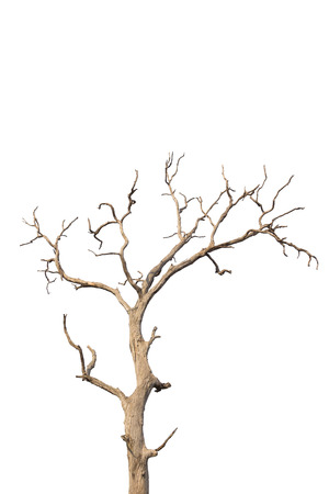 Dead and dry tree on white background.の写真素材