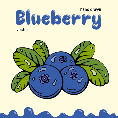 Blueberry vector illustration, berries images. Doodle Blueberry vector illustration in blue and green color. Blueberry berries images for menu, package design. Vector berries images of blueberryのイラスト素材
