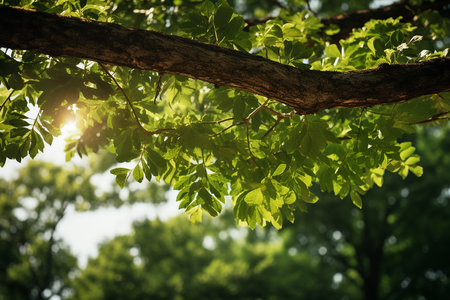 Green Leaves Tree with Sun Shines Through Tree Crowns in Forest Environment on Summerの素材