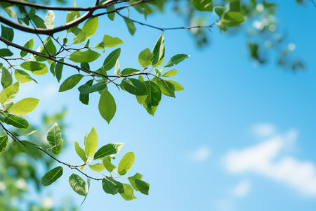 View of Tree Branches with Fresh Green Leaves in Blue Sky Background on Summertimeの素材